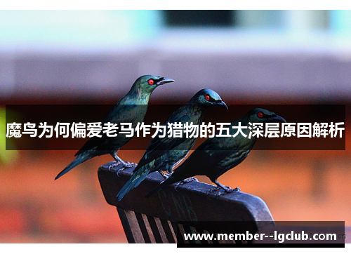 魔鸟为何偏爱老马作为猎物的五大深层原因解析